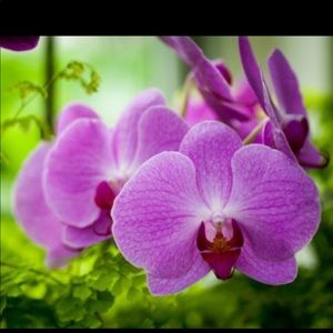 Meet your Posher, Lan